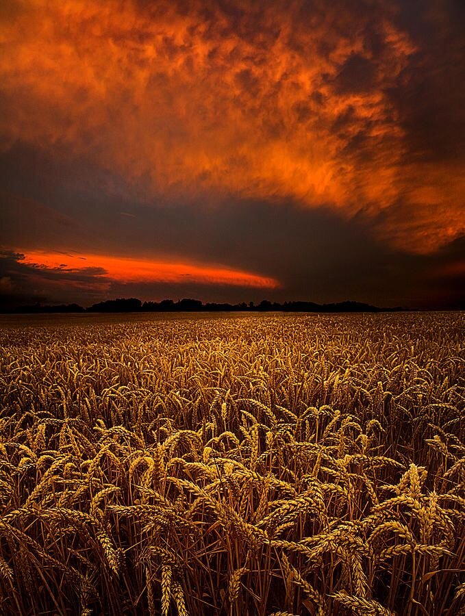 Пшеничное поле.