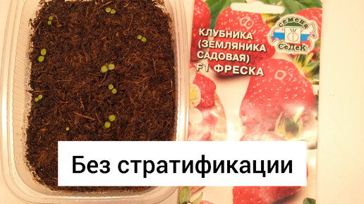 Росточки из семян земляники. Космея из семян росток. Земляника ремонтантная из семян. Как выглядят всходы земляники. Земляника пикировка рассады.