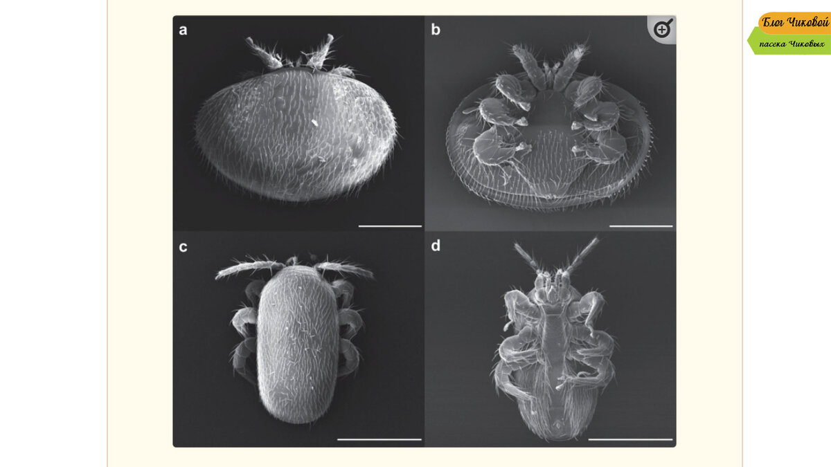 Пчелиные клещи Варроа и Тропи под электронным микроскопом
источник: ncbi.nlm.nih.gov.