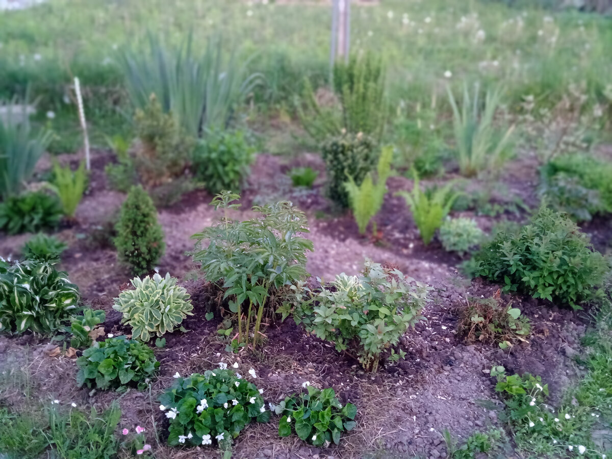 Клумба весной 2023 года. В 2021 было совсем удручающее зрелище.