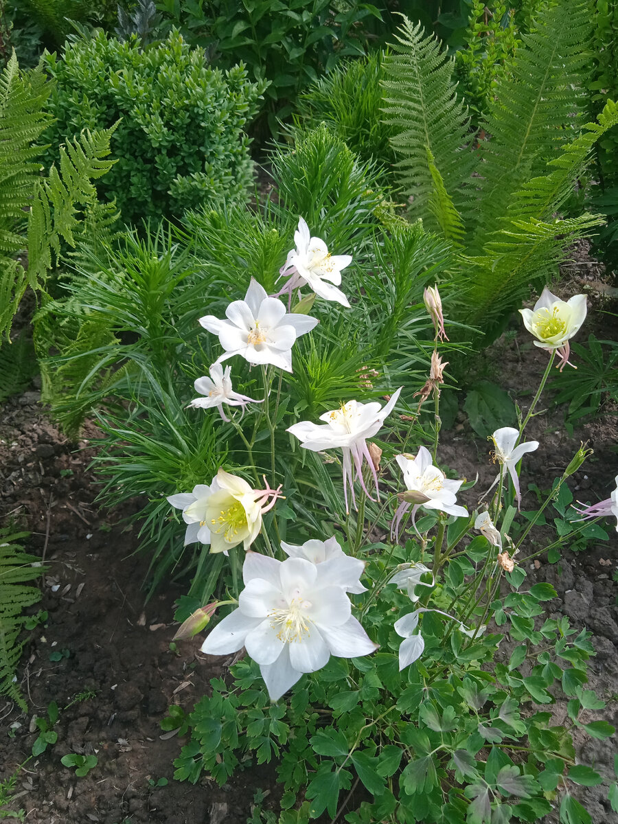 Начало лета 2023