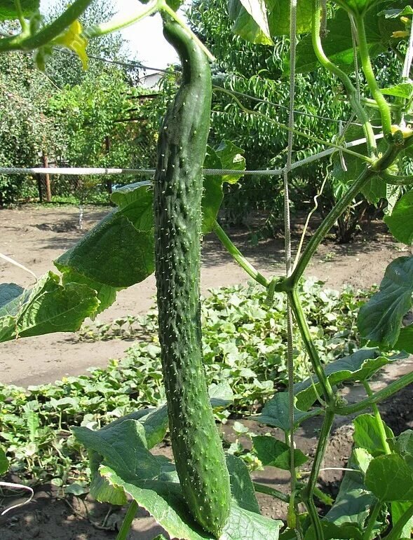 Огурец "Китайский змей"