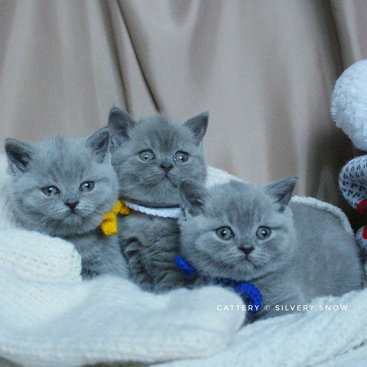 Голубые британские котята из питомника британских кошек Silvery Snow г. Москва