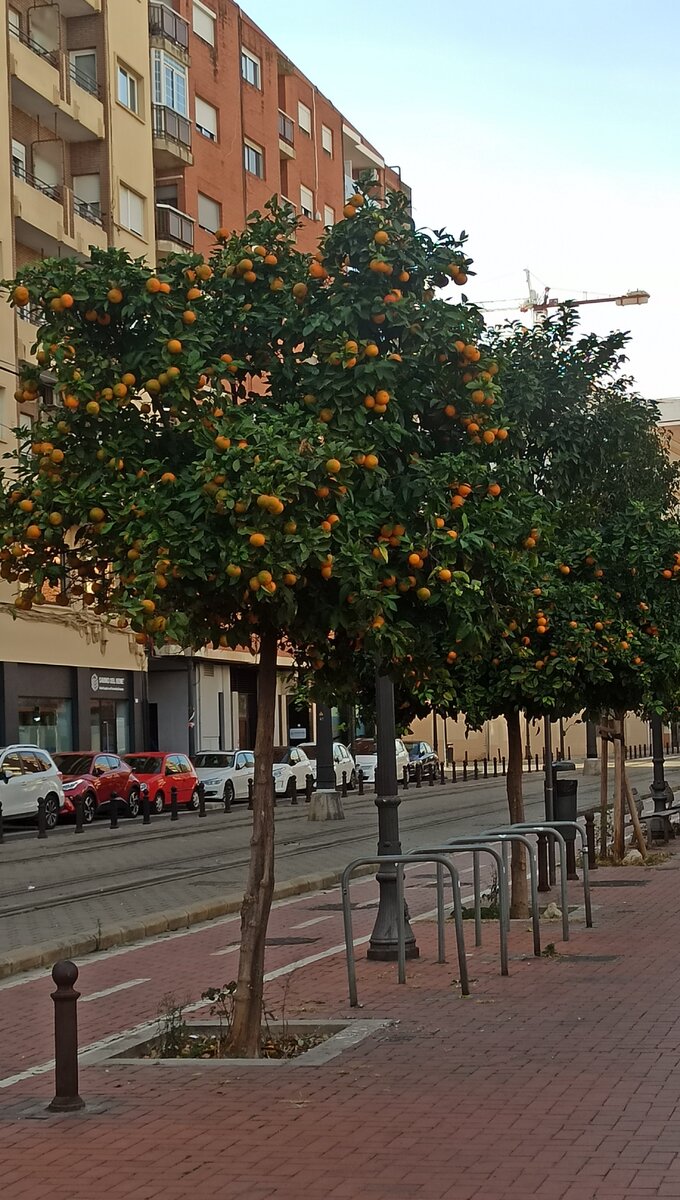 Отдельная любовь - это апельсиновые деревья, которые украшают Валенсию с ноября по март. 