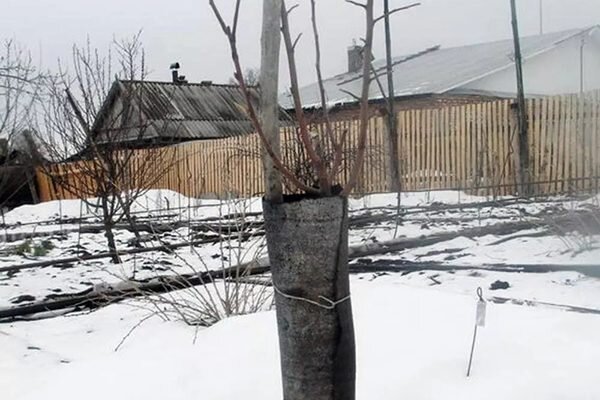 Полив и защита от заморозков