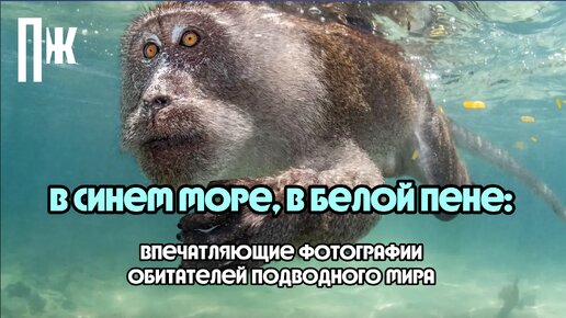 В СИНЕМ МОРЕ: впечатляющие фотографии обитателей подводного мира, которые не оставят вас равнодушными