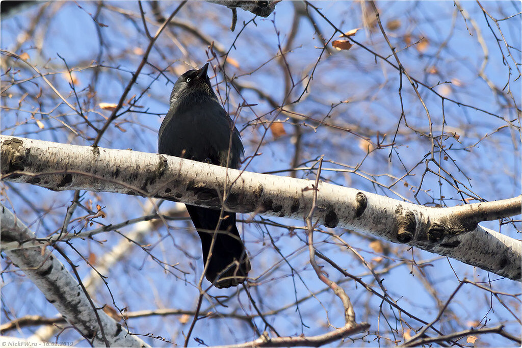 1. Галки на берёзе © NickFW.ru - 16.02.2019г.