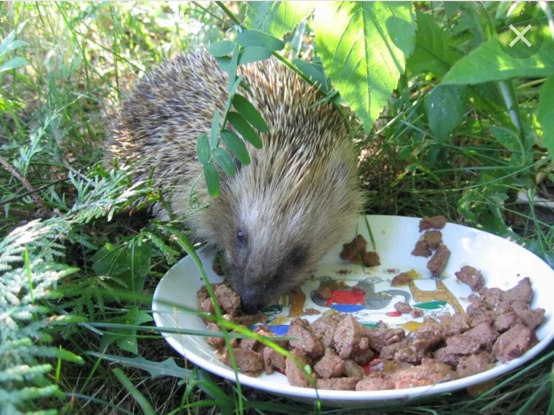 Можно ли ежикам сыр. Еж ежиха и ежонок. Можно ли ежикам сыр. Еж ест улитку. Ежик ест чипсы.