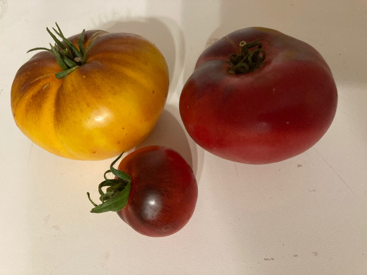 P20+beauty king, Сибирский тигр и красный уголь Фото автора 