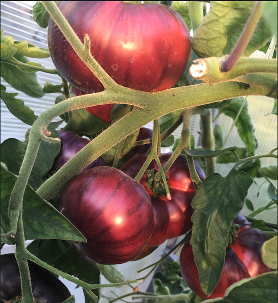 Аметистовая драгоценность. Фото автора