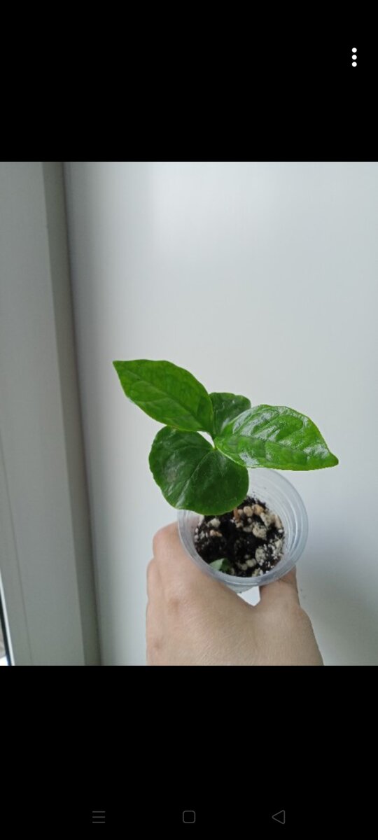 Растюшке 3 месяца