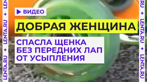 Депутаты в Бурятии разрешили убивать бездомных животных. Не противоречит ли это российским законам?