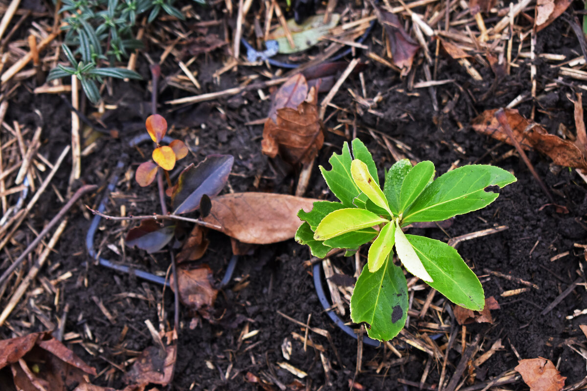 Солнцецвет, вариегатная бирючина и зеленый бересклет на черенковании. За зиму уже нашлись желающие его попробовать на зуб.