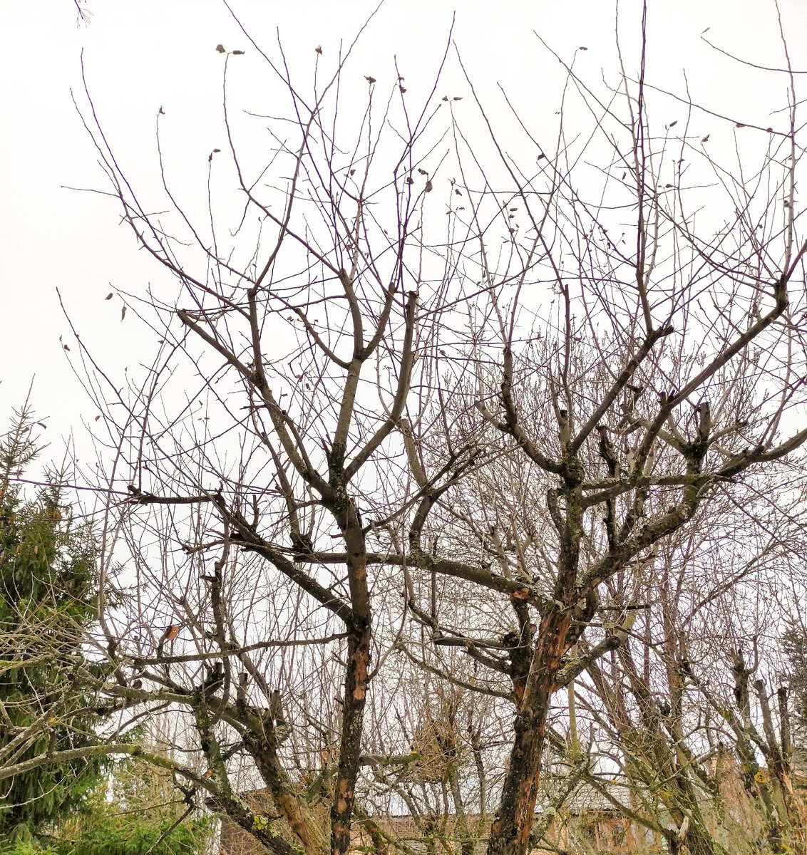 В таком виде мы увидели яблони на участке заказчика. Горе-обрезчики оставили кучу пеньков и множество лишних сучьев. Структура кроны как таковая отсутствует.