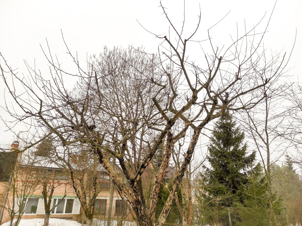 Яблоня после исправляющей обрезки. 