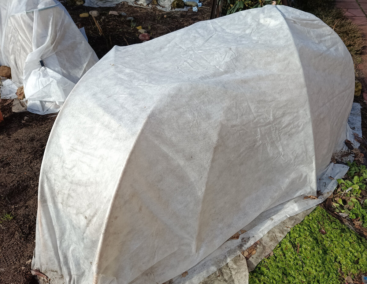 Розы еще под укрытием, но санитарную обрезку и обработки можно начинать.