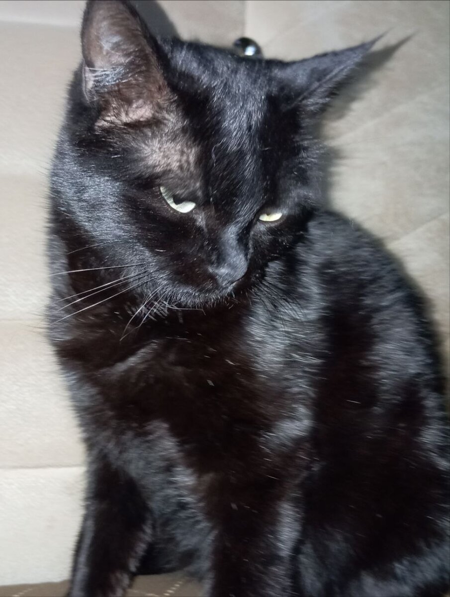 #кот#котики#кошка#можно#котова