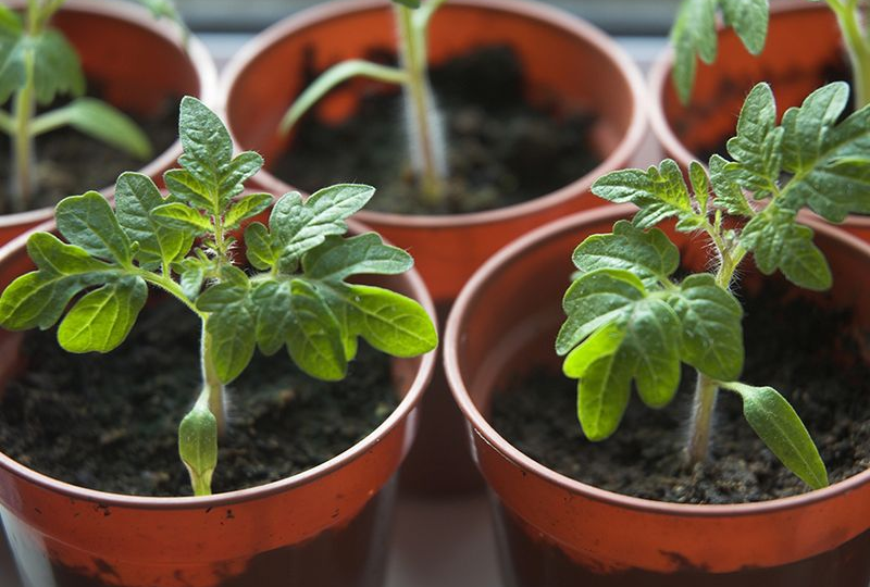 Я никогда не жалуюсь на урожай даже в самое неблагоприятное лето, отому что правильно высаживаю рассаду томатов