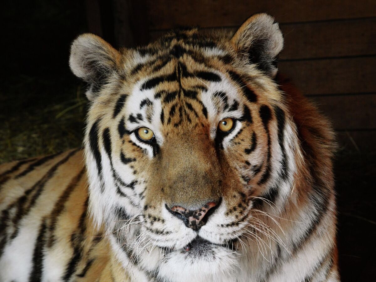    Амурский тигр© РИА Новости / Игорь Онучин