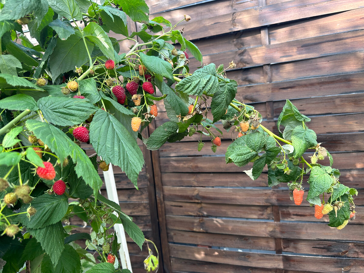 Малина очень любит воду и требует обильного регулярного полива. Фото в саду автора.