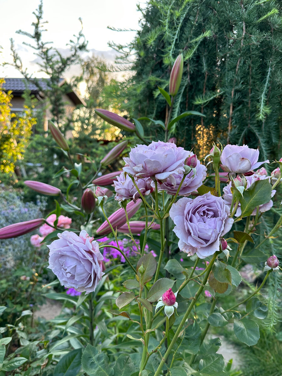 Лилии и розы отлично сочетаются между собой. Фото в саду автора.