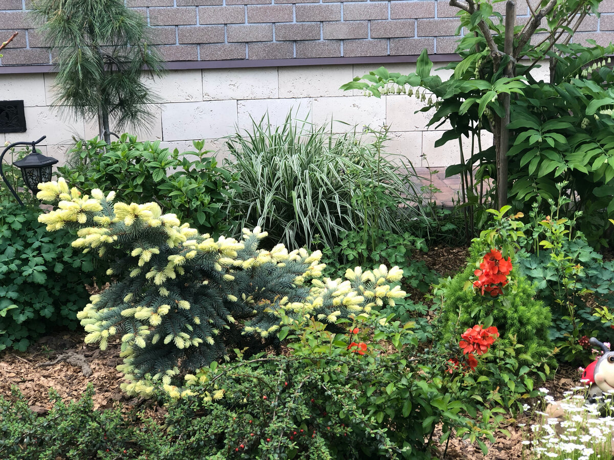 Палисадник перед домом. Май 2021 год. Фото в саду автора.