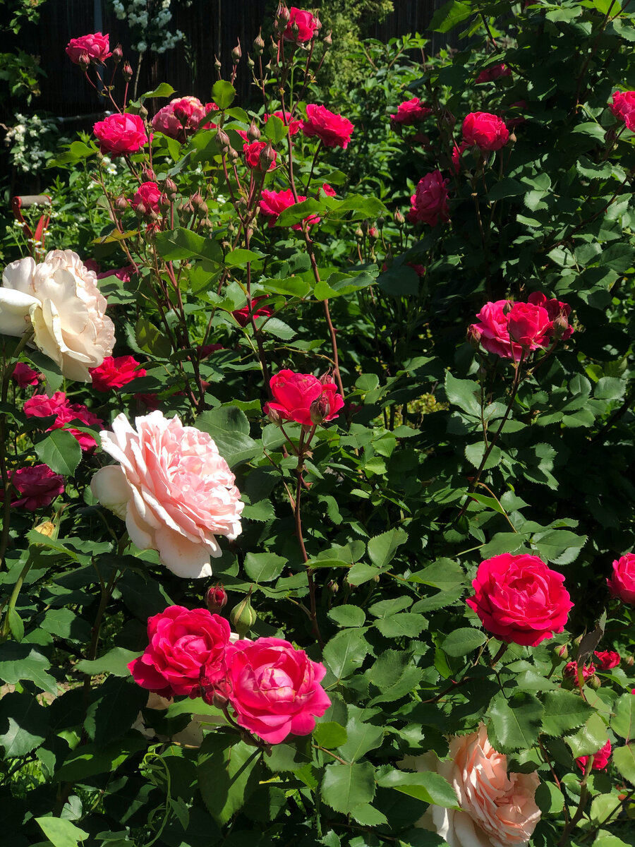 Фото в саду автора.