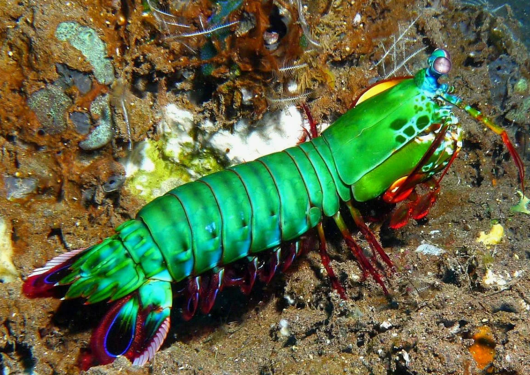 News: Funky Materials Give the Mantis Shrimp... (WIRED) - Behind the headlines -