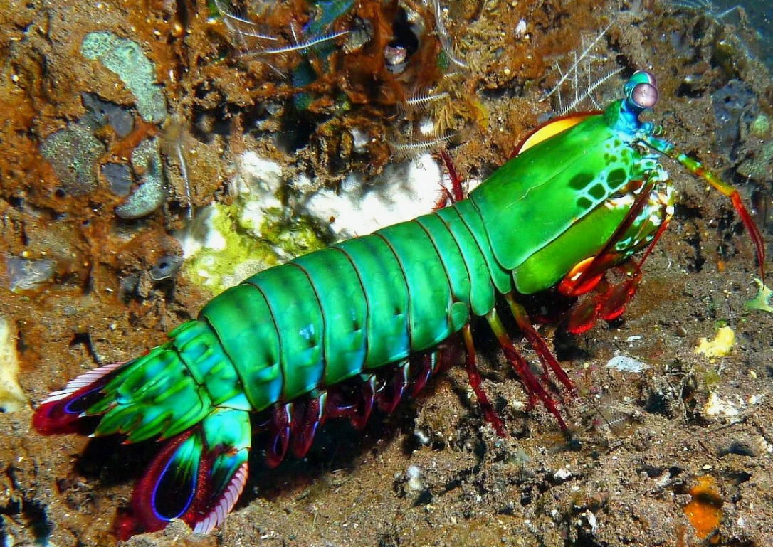 02 - Peacock Mantis Shrimp - Odontodactylus scyllarus, 12cm Mantis shrimp, Anima