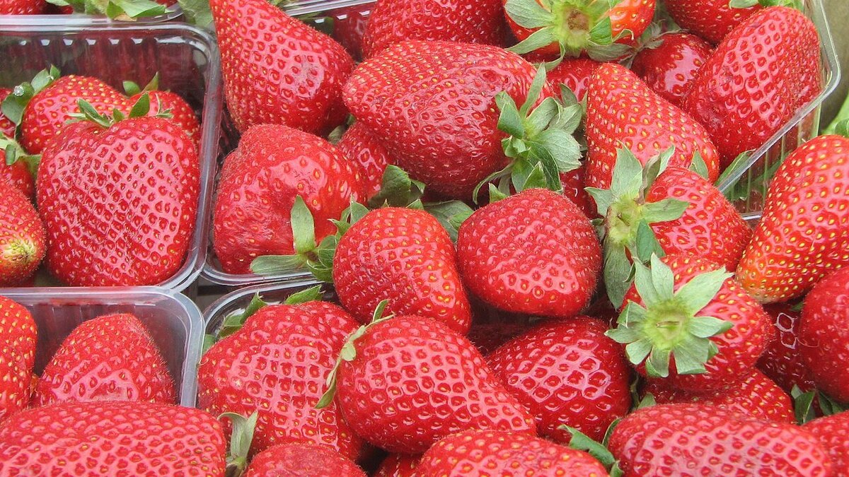 Сорт земляники мурано. Клубника 2 сорт. Ремонтантная клубника анабель. Клубника 2 сорт. Клубника 2 сорт.