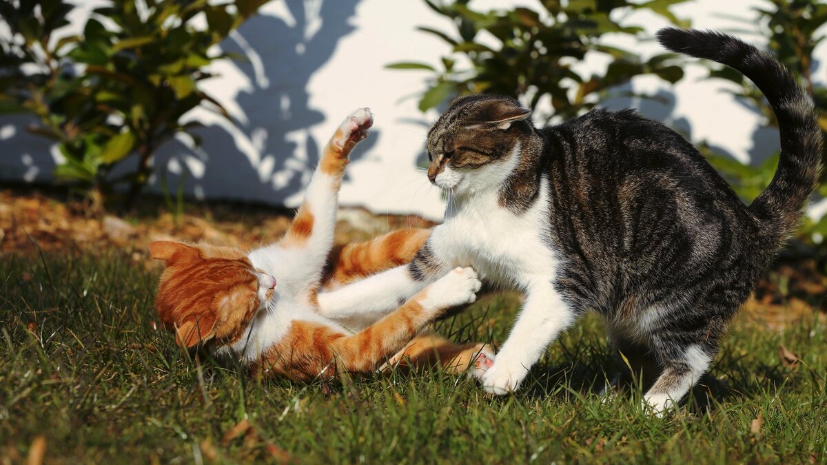 Наш разговор с профессиональным дрессировщиком открывает новые горизонты в понимании кошачьего спокойствия.