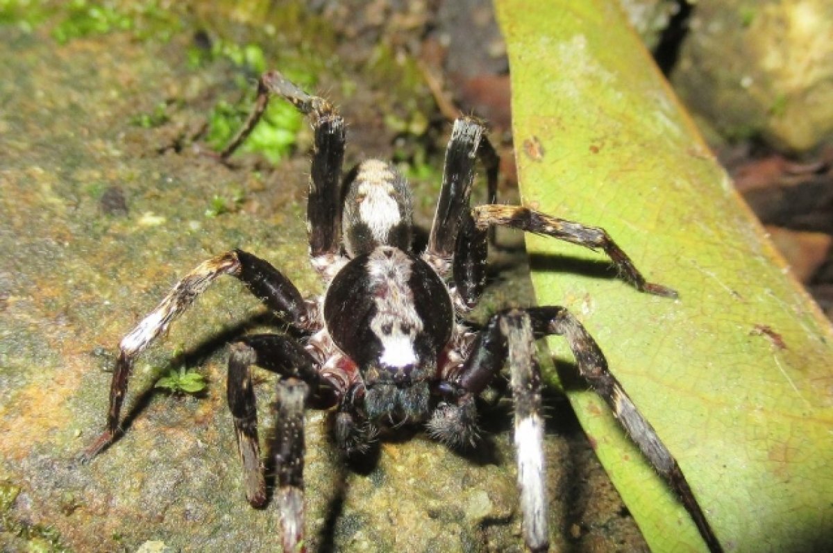    Многие боятся пауков.