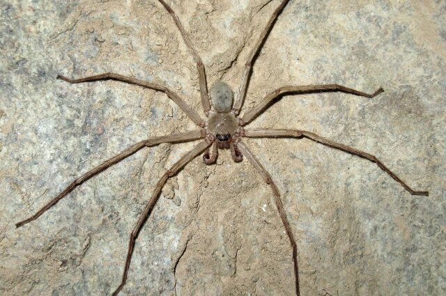    Люди боятся пауков из-за инстинктов. Фото: Из архива героя публикации/ Александр Фомичев,