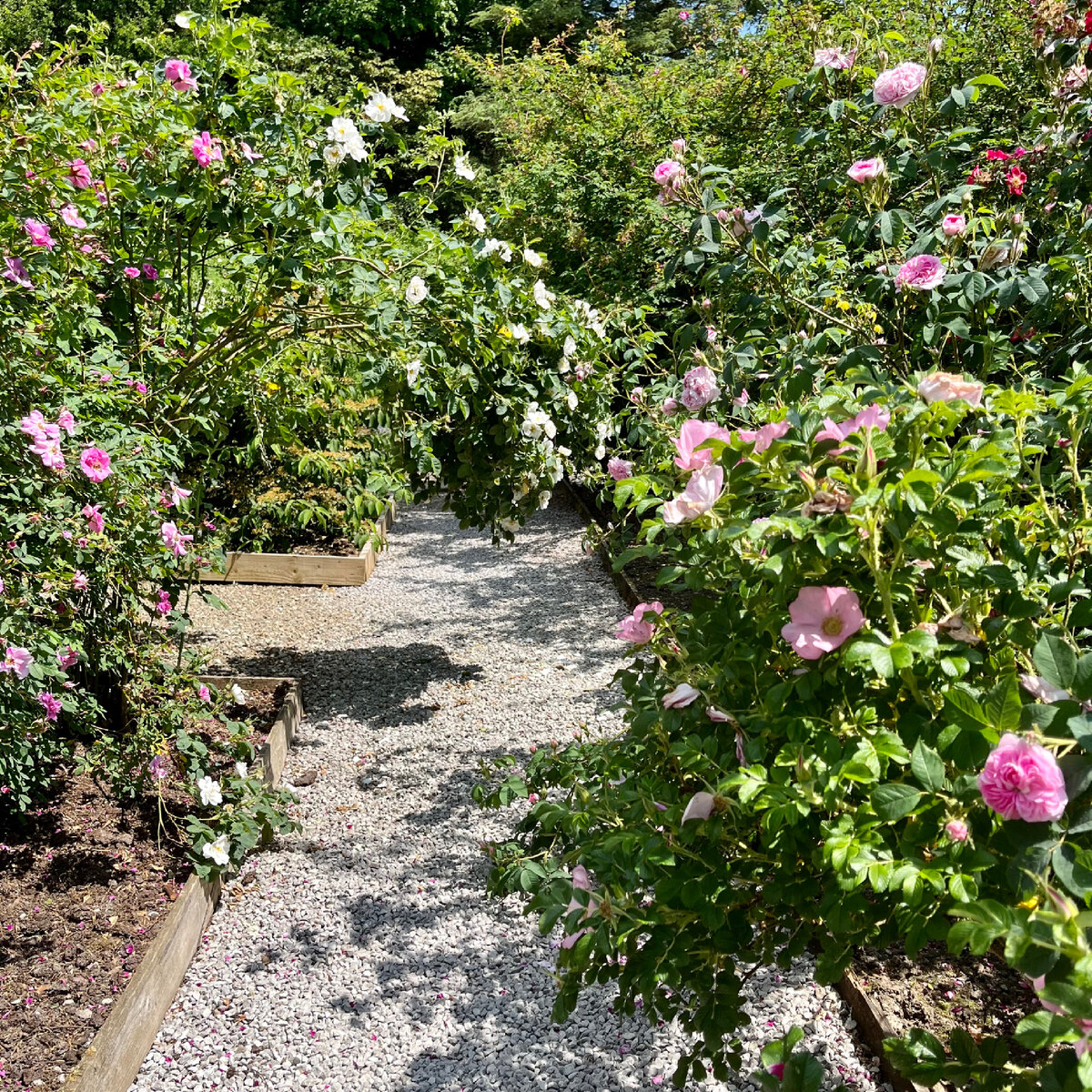 розовый сад 2