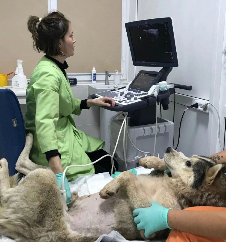    Полностью вылечить Харди было невозможно. Фото: Из личного архивa/ Евпаторийский общественный фонд помощи животным «От сердца к сердцу»