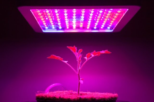    Грозит ли штраф за круглосуточное досвечивание рассады фиолетовой лампой?