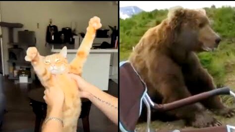 обезьяна носач. смешные животные. животные приколы. животные с юмором. сурикат обыкновенный.