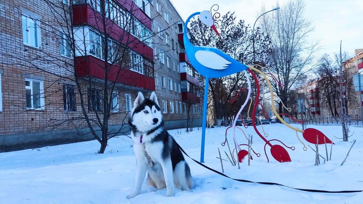 Хаски по имени Мани