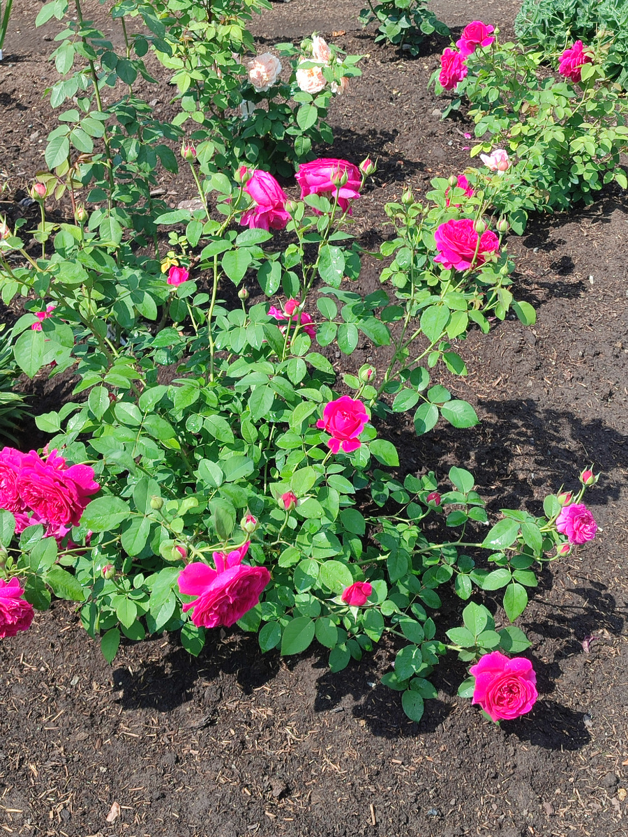 Это розочка...... идёт загрузка