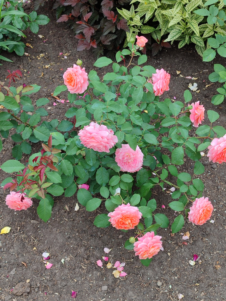 Джеф Л. Артист