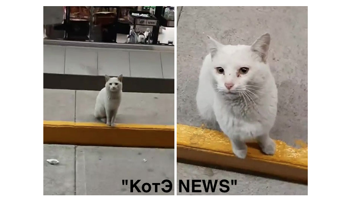 Кот до усыновления 