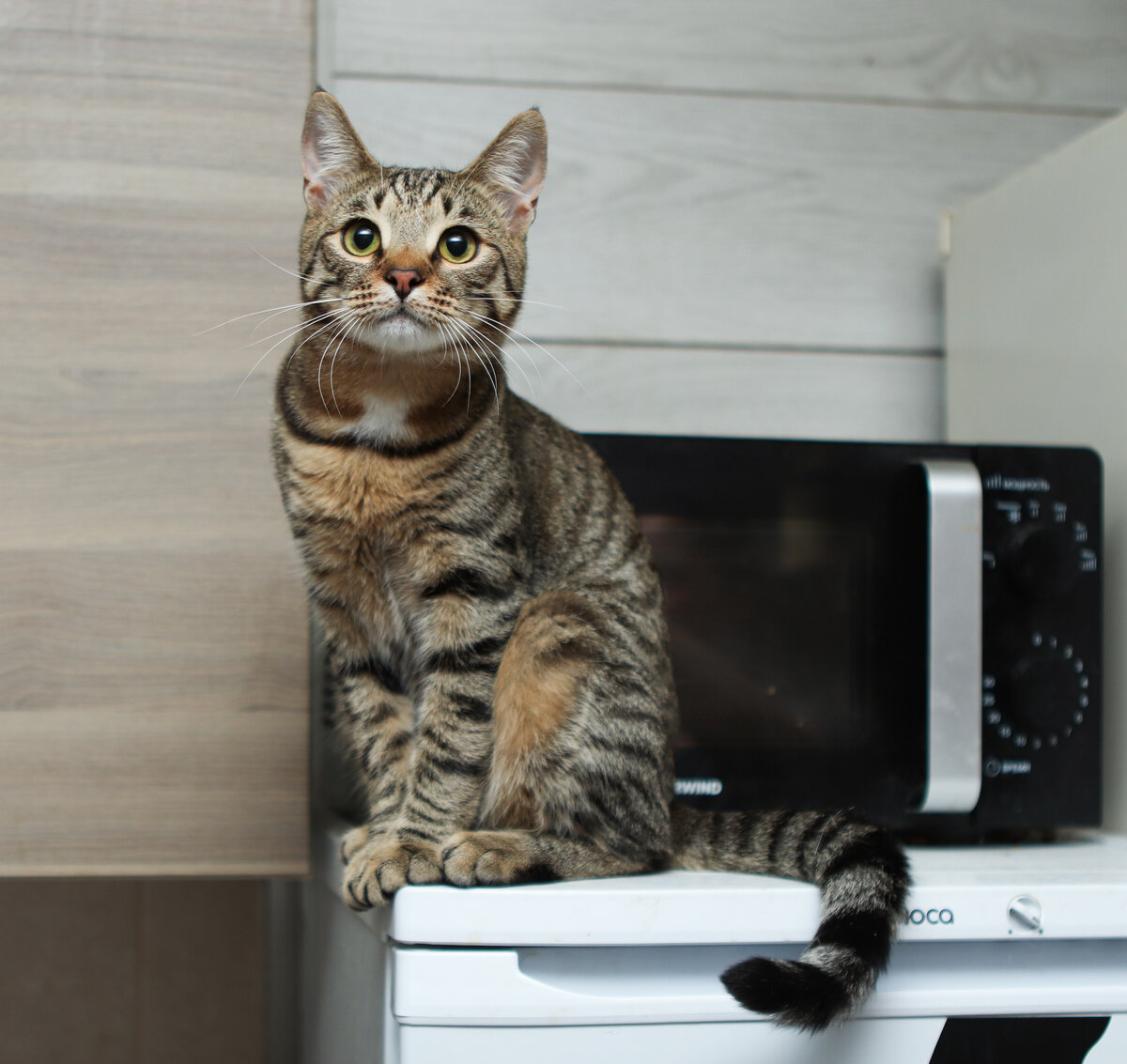 Я украшение любого стола;)