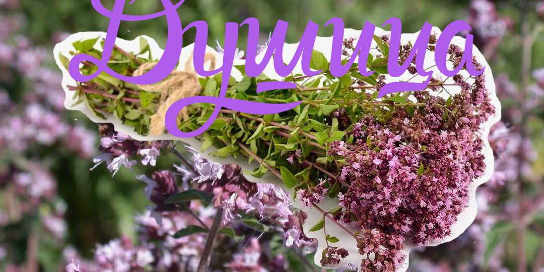 6 фактов о Душице, о которых вы возможно не догадывались