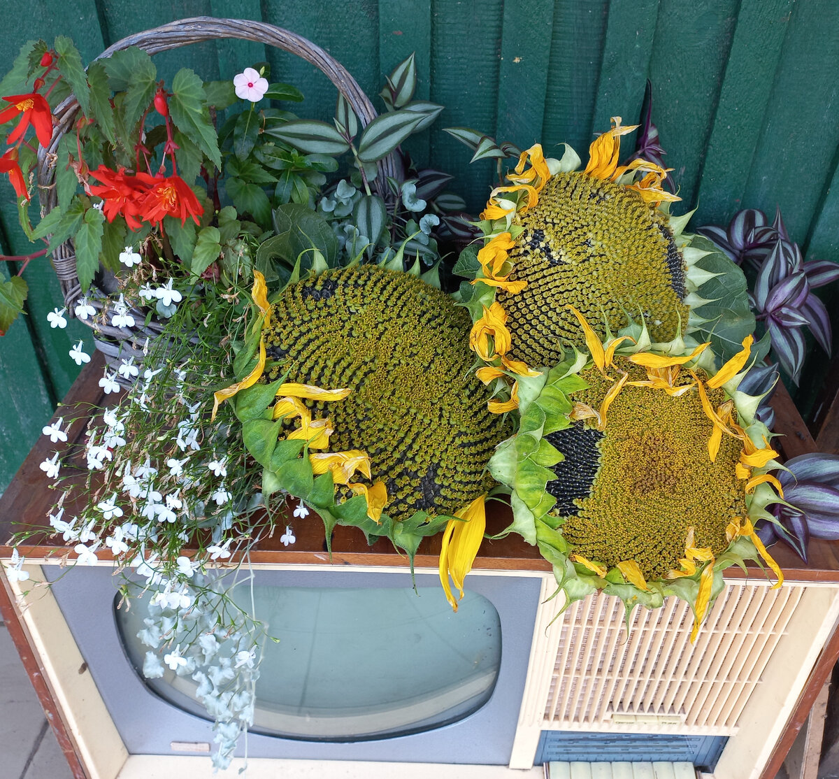 Урожай и цветы