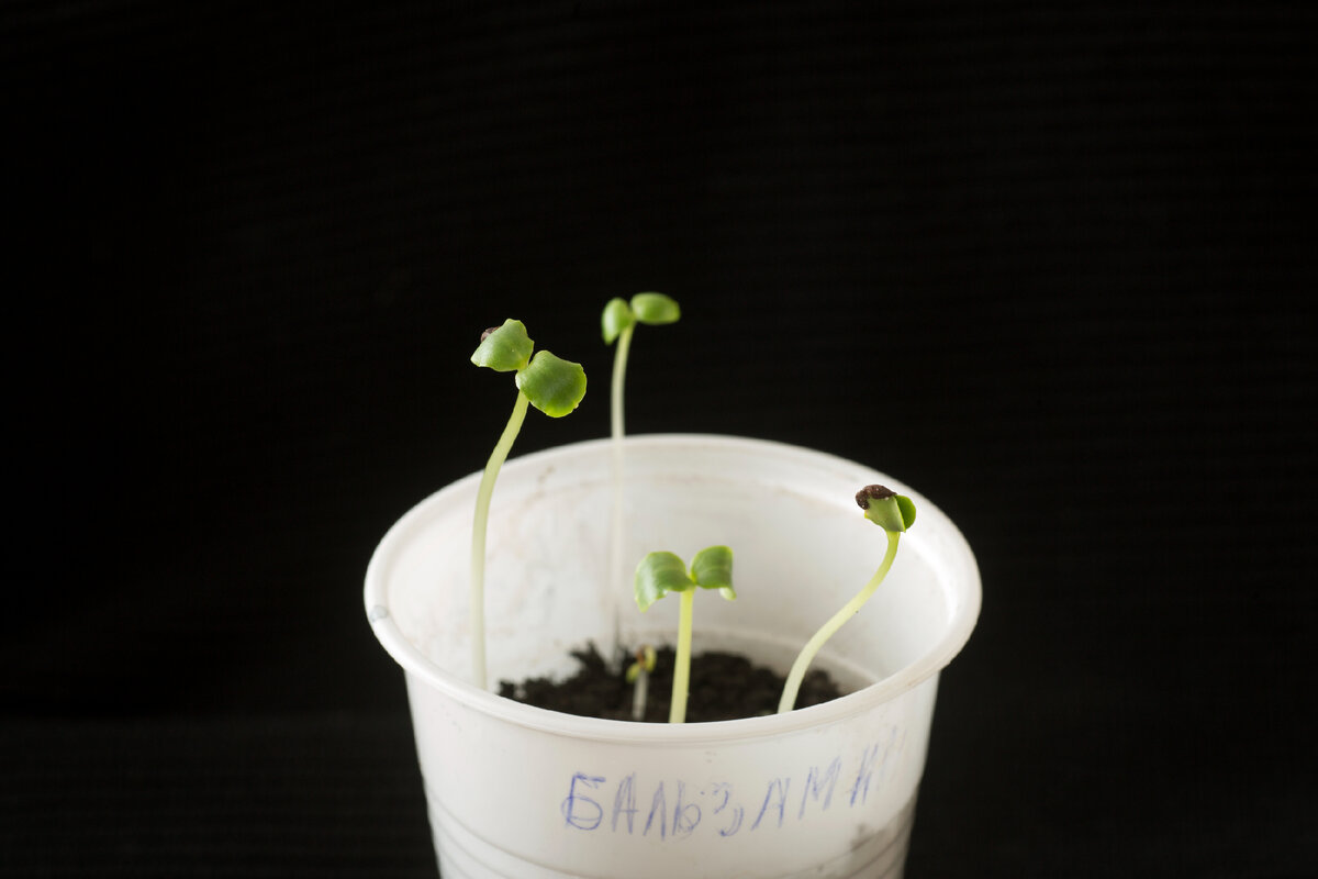 Фото: Nikolay Gyngazov/Global Look Press