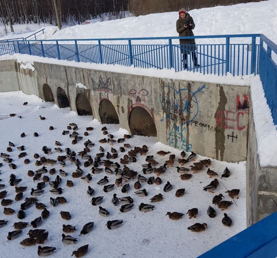 Дилли утиные истории 1987. Уолт дисней утиные истории. Утиные истории 2017. Утиные 3. Утиные истории поночка 1987.