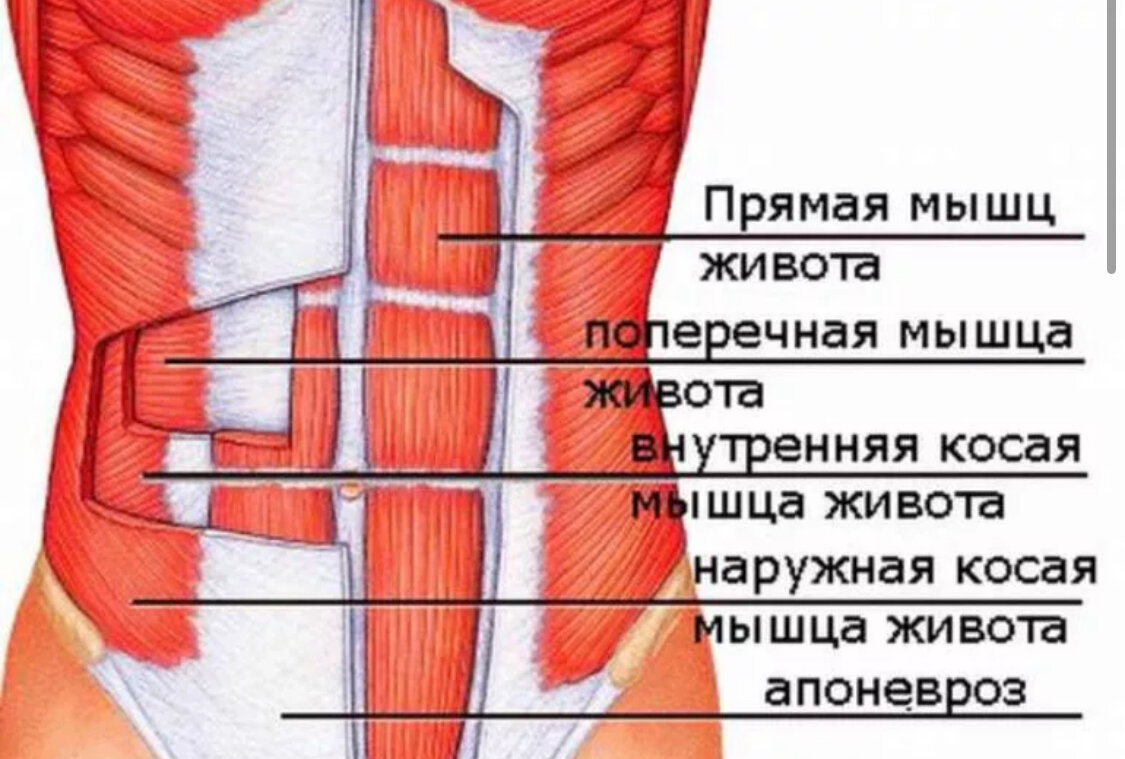 Лежа на живота - живот и ноги подтягиваем: когда мало времени на упражнения  или не хочется ничего делать | Healthy | Дзен