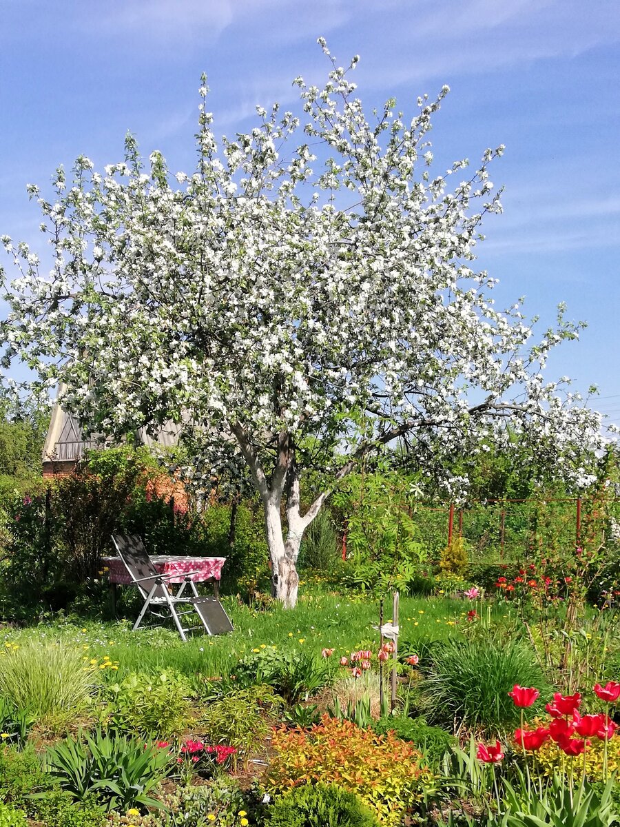 Моя любимая яблоня на даче, которой уже почти 40 лет (и её, я кстати, тоже режу до сих пор). Высотой и шириной она больше 7-ми метров, и только благодаря ей (вернее, тени от её кроны) я смогла сделать на даче большой хостарий. Теперь жду, когда и в новом саду деревья станут большими