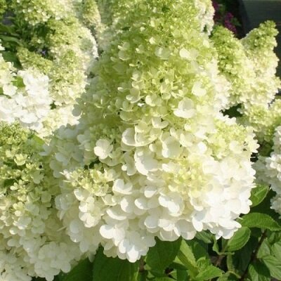 Полярный Медведь