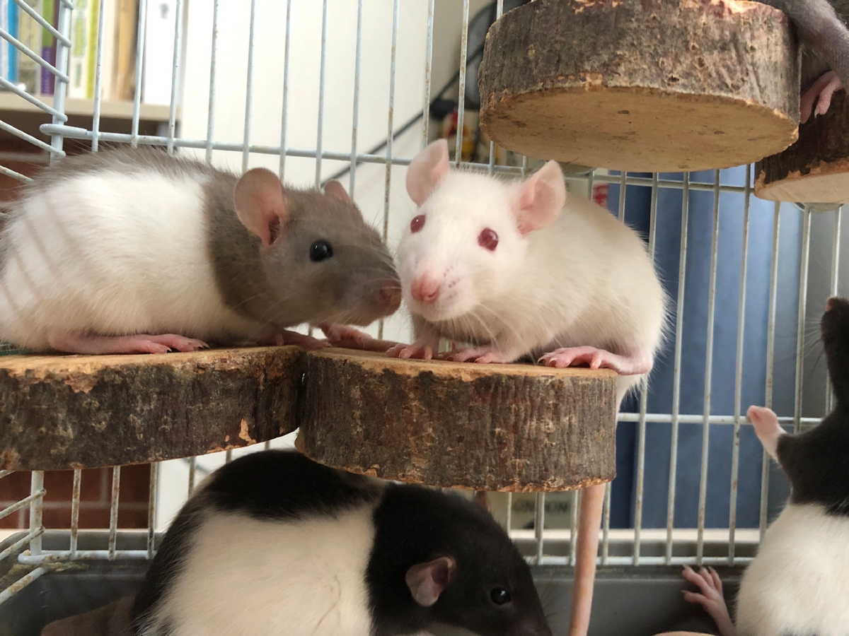 крысы ходят